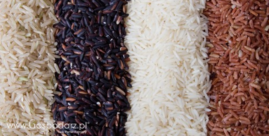 Bilans ryżu na świecie