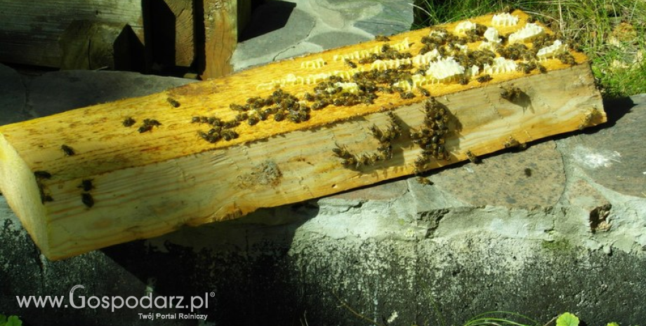 Pszczoły zapylają 70% gatunków roślin