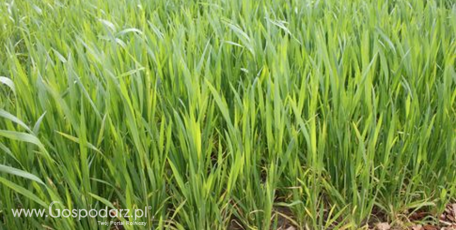 USDA podniósł globalną prognozę zbiorów pszenicy
