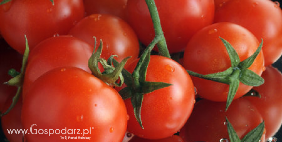 Wzrost eksportu pomidorów z Hiszpanii