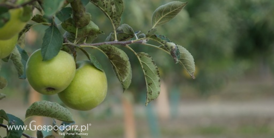 Ceny jabłek i gruszek w Polsce (1.12.2015)