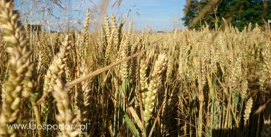 Jeszcze większe prognozy światowych zbiorów pszenicy