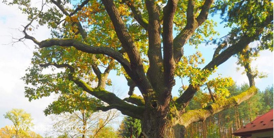 Dąb Krystyn walczy o tytuł Drzewa Roku