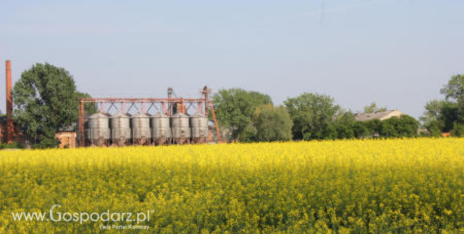 Spadek produkcji roślin oleistych w Kazachstanie