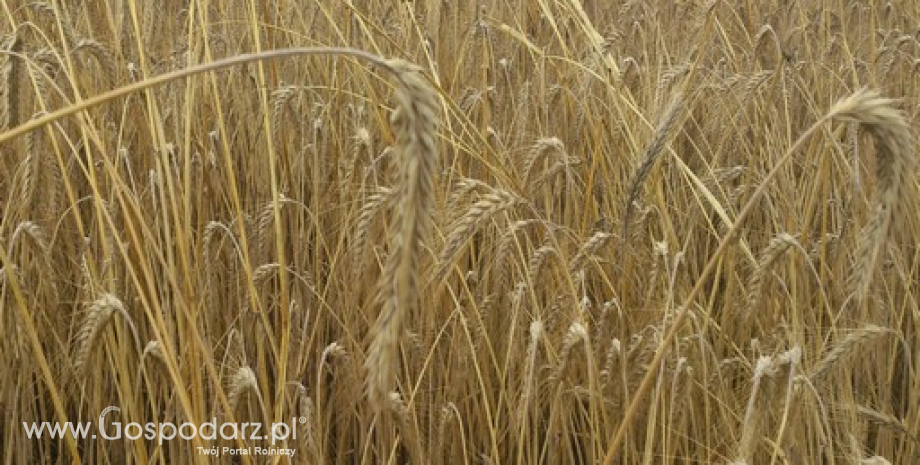 IGC: Zbiory zbóż na świecie przekroczą 2 mld ton