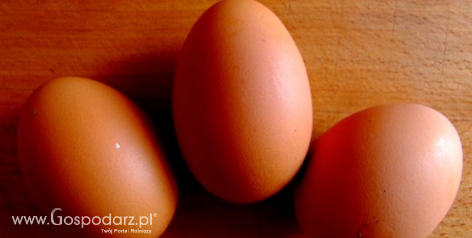 Wzrost cen jaj spożywczych w UE (wrzesień 2014)