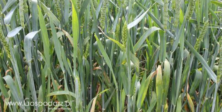 W ostatnich dniach kontrakty terminowe na pszenicę i kukurydzę obrały przeciwstawne kierunki notowań (2.04.2014)