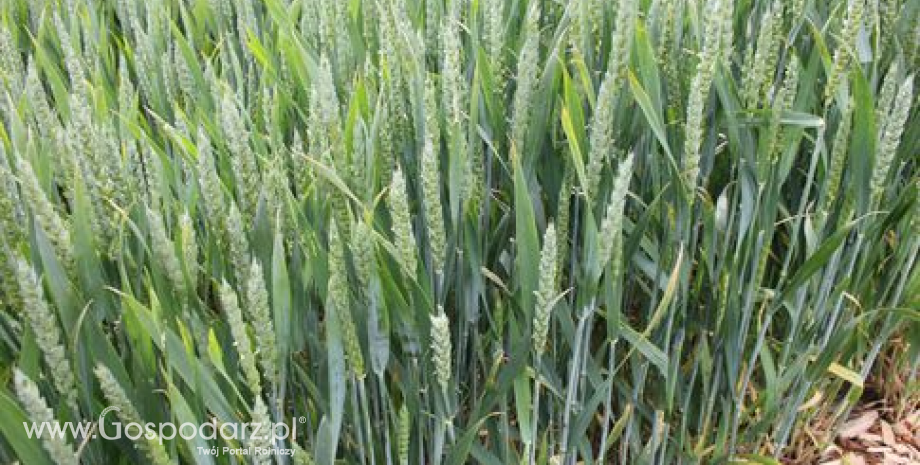 Notowania zbóż i oleistych. Nowe minima amerykańskich zbóż i soi (6.07.2016)