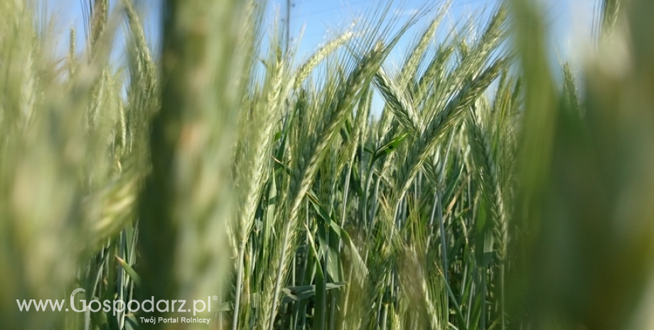 GUS: Powierzchnia zasiewów zbóż podstawowych jest wyższa niż w 2017 r.