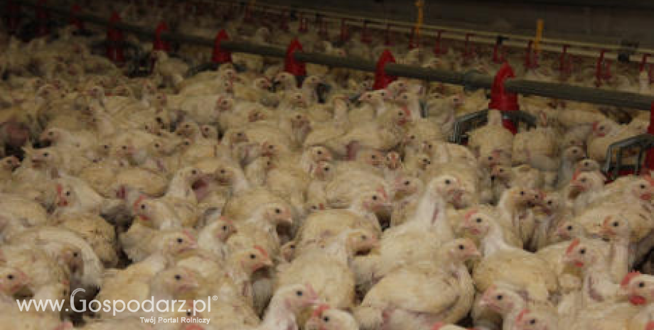 Sytuacja na światowych rynkach mięsa w 2012 roku