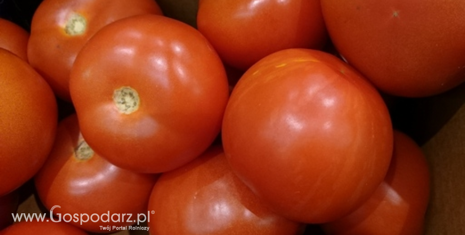 Bez zmian w umowie o handlu pomidorami z Marokiem