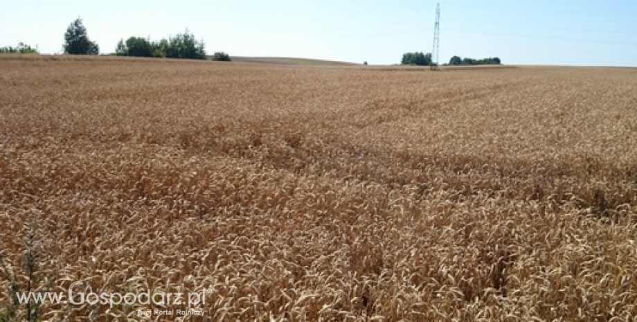 KE zmniejszyła swoje prognozy tegorocznej produkcji zbóż w UE