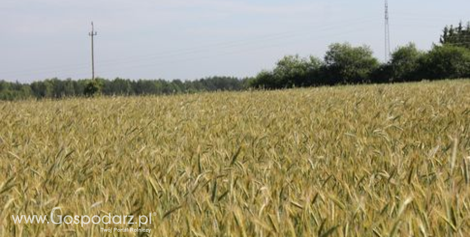 Wzrosły tegoroczne prognozy zbiorów zbóż