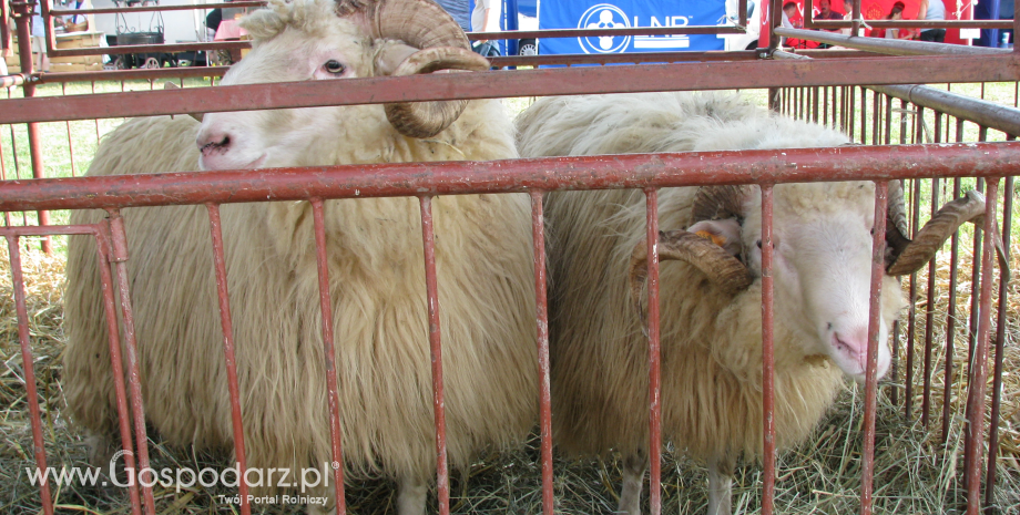 Wzrost importu mięsa owczego i koziego do Unii Europejskiej (styczeń-luty 2013)