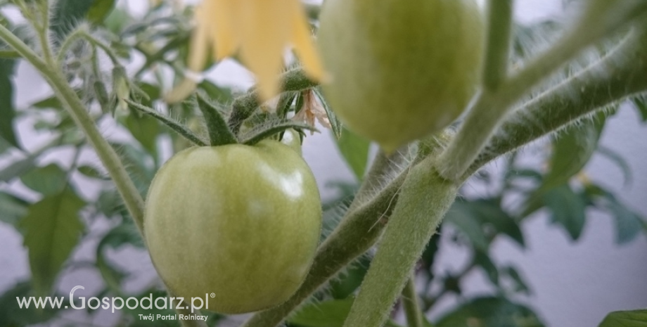 W ciągu roku na świecie wytwarza się ok. 170 mln ton pomidorów