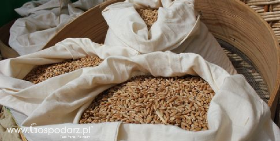 Dalsze spadki cen zbóż w kraju i portach (16.01.2014)