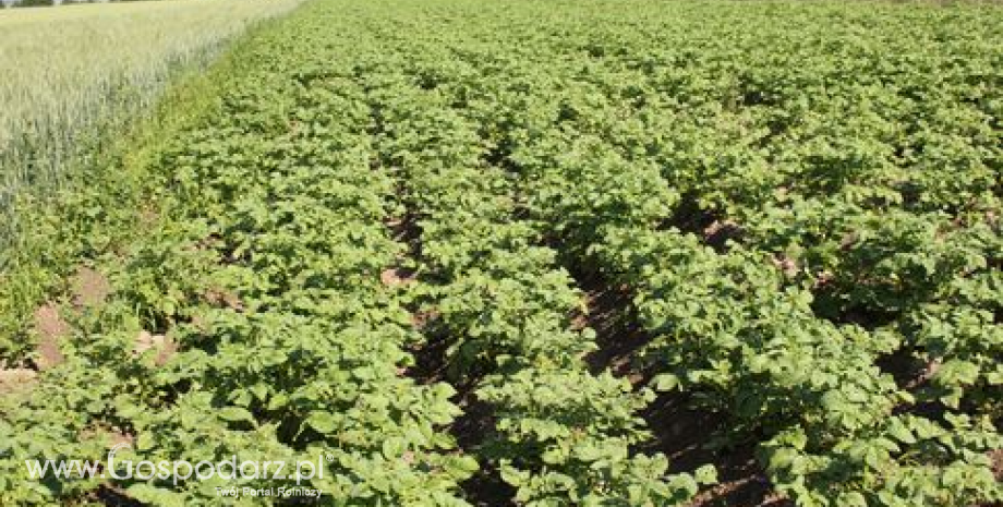 Niższe zbiory ziemniaków na Ukrainie