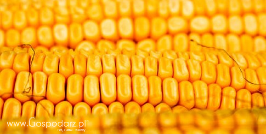 Trendy w światowym eksporcie kukurydzy