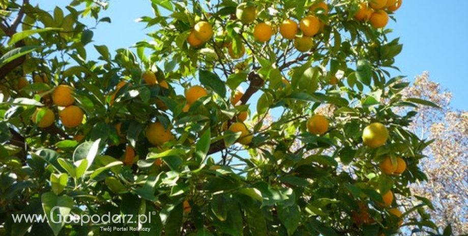 USDA: Mniej pomarańczy, więcej mandarynek na świecie