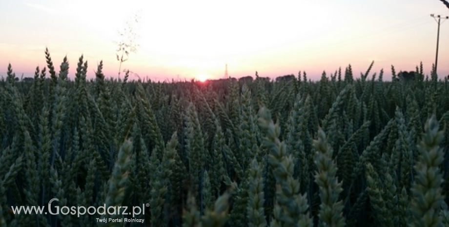 Wzrost światowych zbiorów zbóż