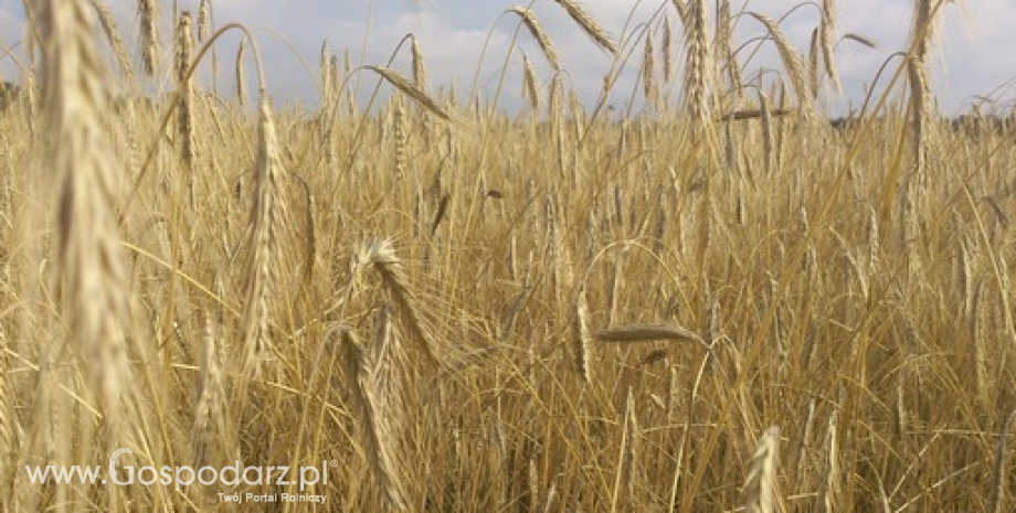 Rynek zbóż w Polsce i na świecie (01-07.09.2014)