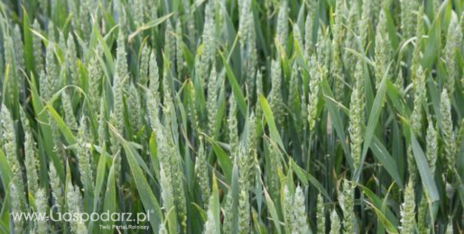 Dobre plony pszenicy w Polsce i UE