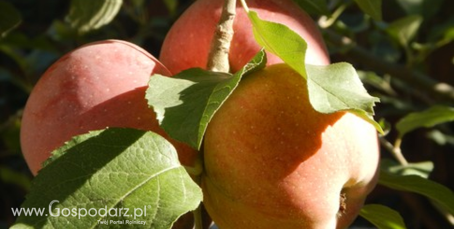 Rosja blokuje eksport jabłek z Polski