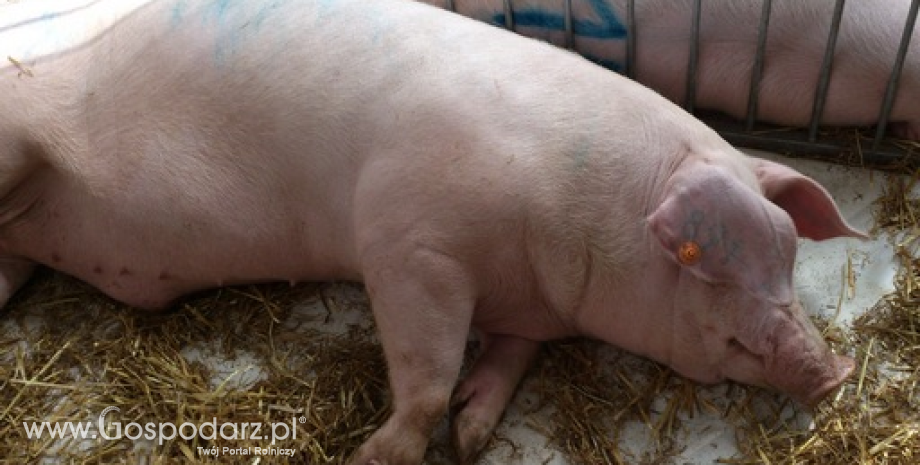 Dziewiętnasty przypadek ASF u świń w Polsce