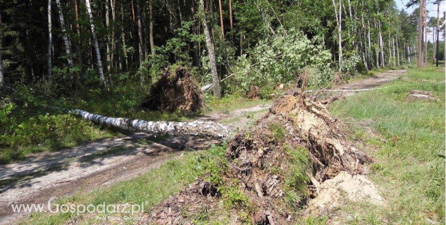 Największa taka klęska w historii polskich lasów
