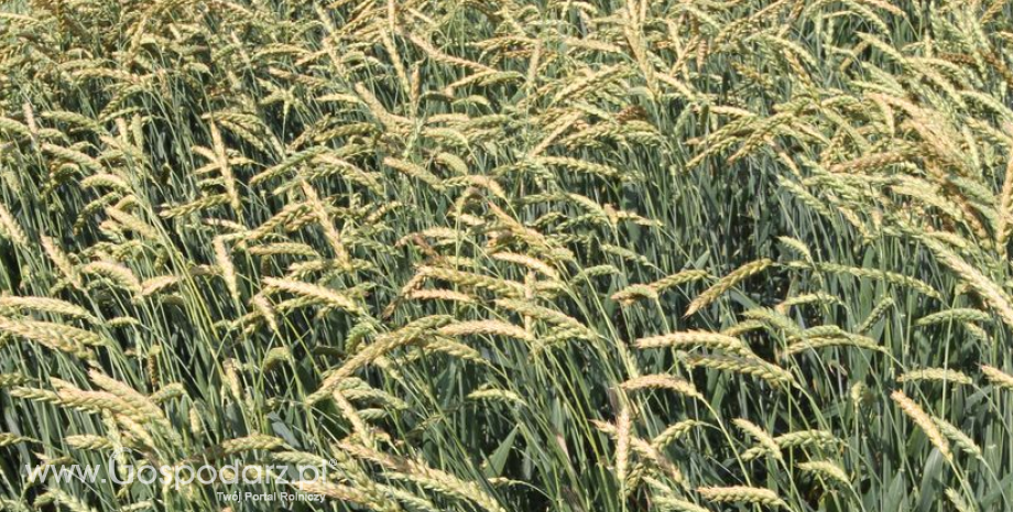 Rekordowe zbiory zbóż w Rosji?