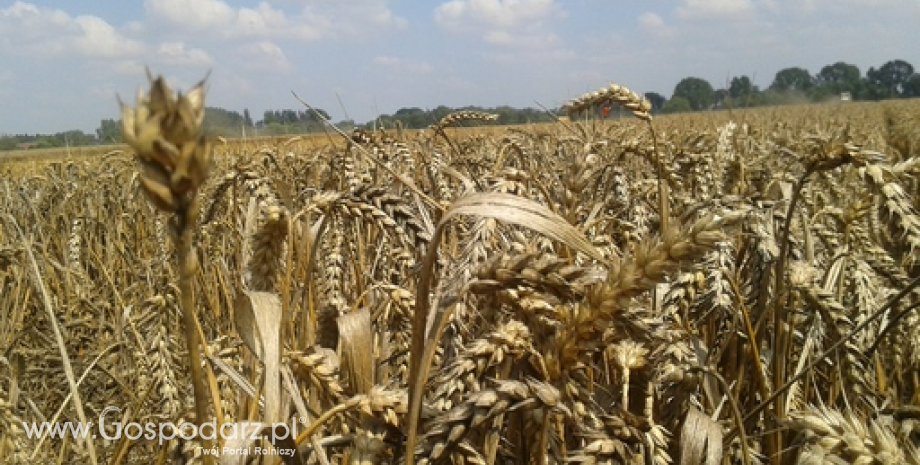 Międzynarodowe ceny zbóż były w marcu o 20% niższe niż przed rokiem