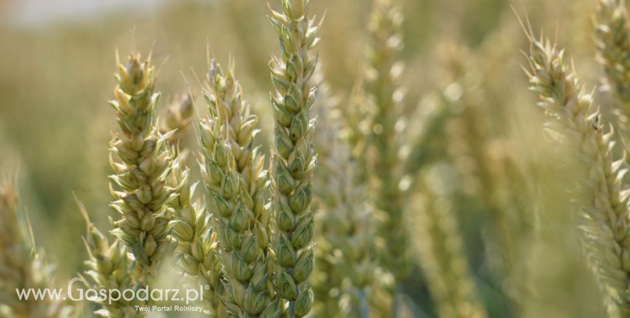 Zbiory unijnych zbóż wzrosły w 2023 roku (r/r), ale były o 4% gorsze od średniej