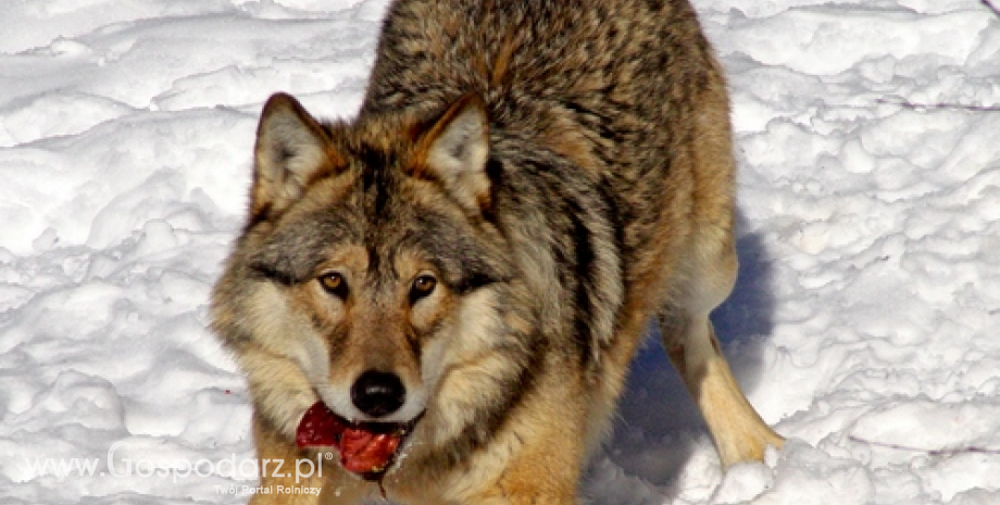 Wielkie liczenie wilków i rysi na Warmii i Mazurach