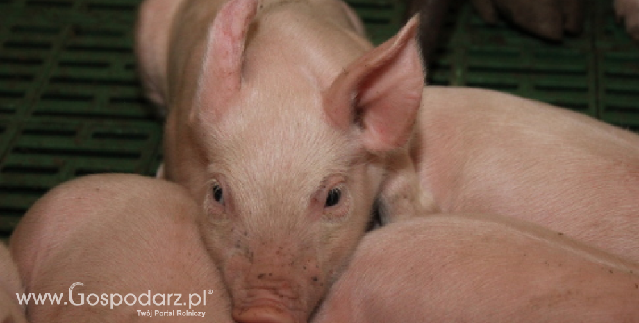 Nowa pomoc dla producentów świń z terenów objętych ASF