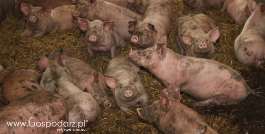 Białoruś skutecznie walczy z afrykańskim pomorem świń