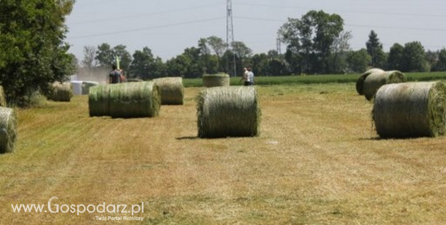 GUS: Prawie 880 tys. gospodarstw rolych posiadało 2,66 mln ha łąk trwałych