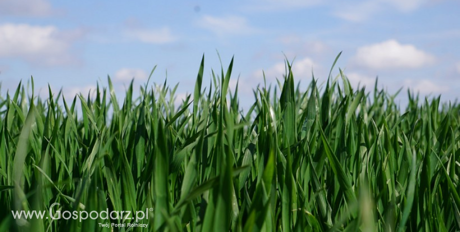 Prognoza globalnych zbiorów zbóż