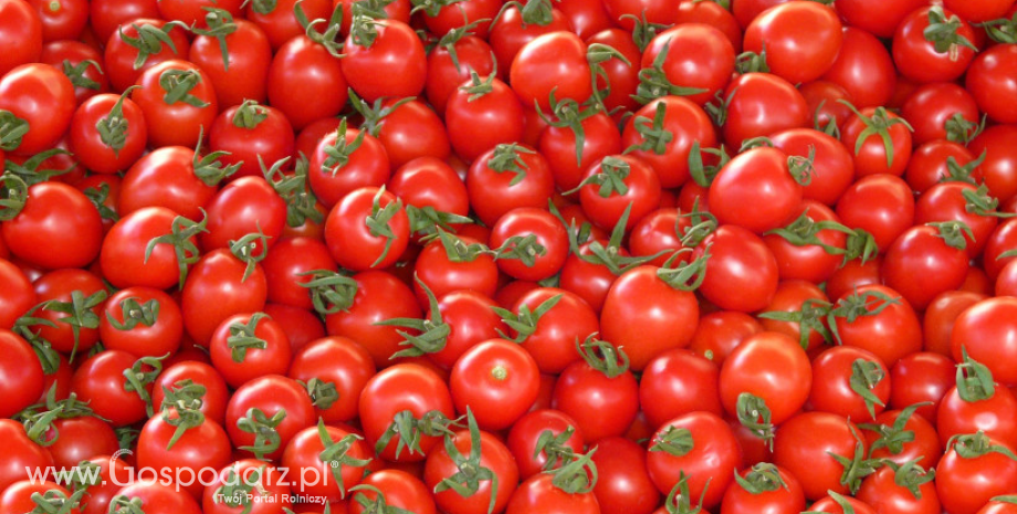 Eksport pomidorów z Polski w 2017 r. obniżył się