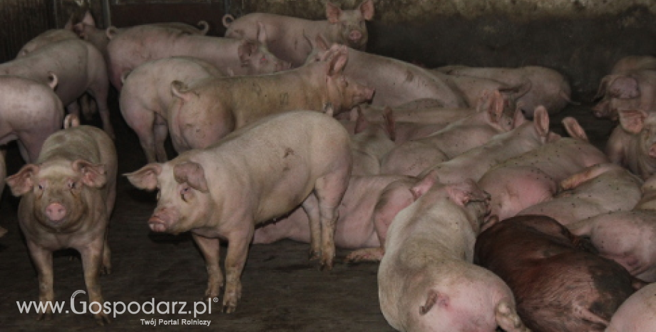 37. ognisko afrykańskiego pomoru świń w Polsce