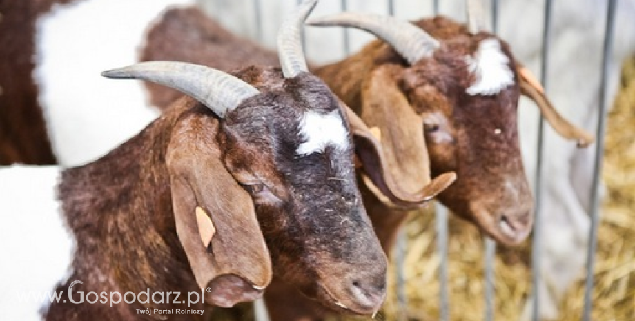 Wykorzystanie kontyngentów taryfowych na import mięsa owczego i koziego do Unii Europejskiej