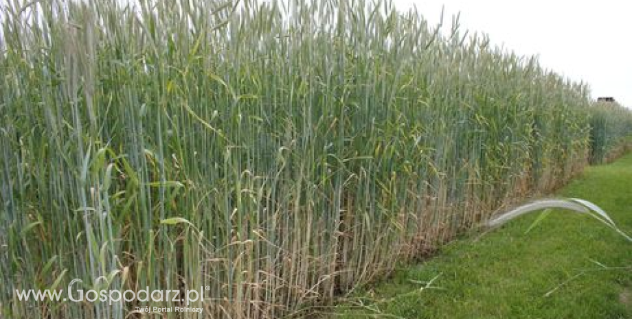 Bardzo dobra sytuacja na ukraińskim rynku zbóż