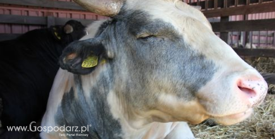 Behawior żywieniowy ważnym aspektem dobrostanu zwierząt