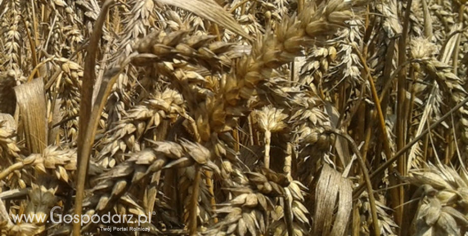Rosyjski eksport pszenicy obniżył się w październiku
