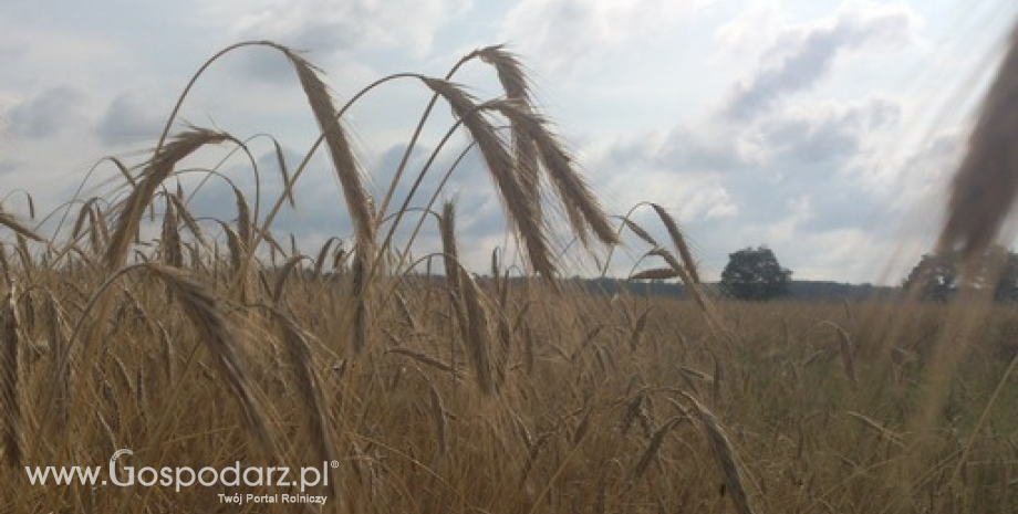USDA: Niższe prognozy produkcji i zapasów zbóż