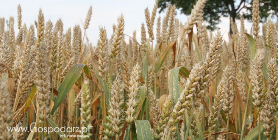 Wzrost cen zbóż na światowych rynkach