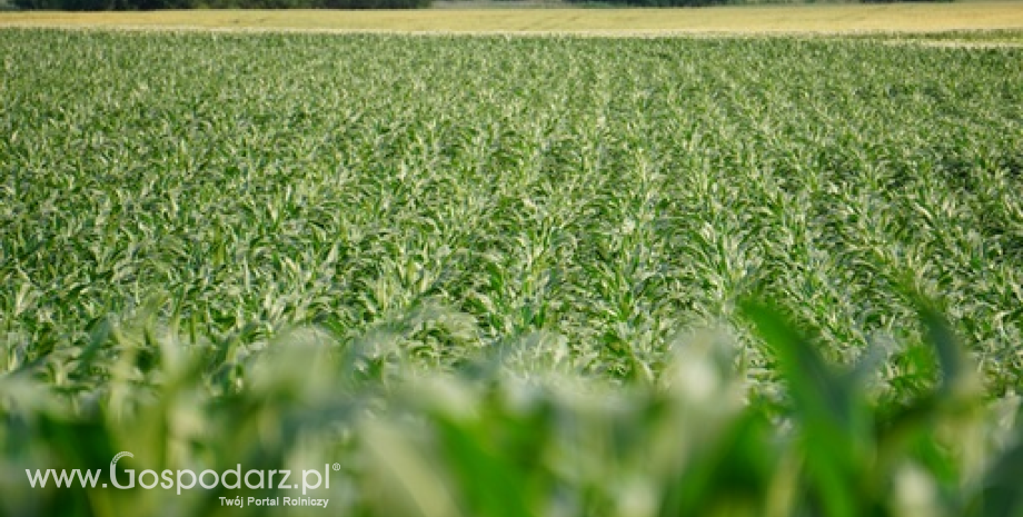Maleją prognozy zbiorów kukurydzy w Polsce