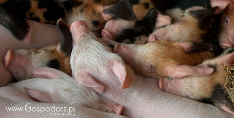 Pogłowie świń w Polsce znów powyżej 11 mln szt.