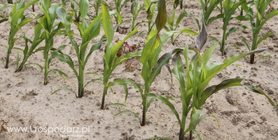 Uprawom kukurydzy zagraża ploniarka zbożówka