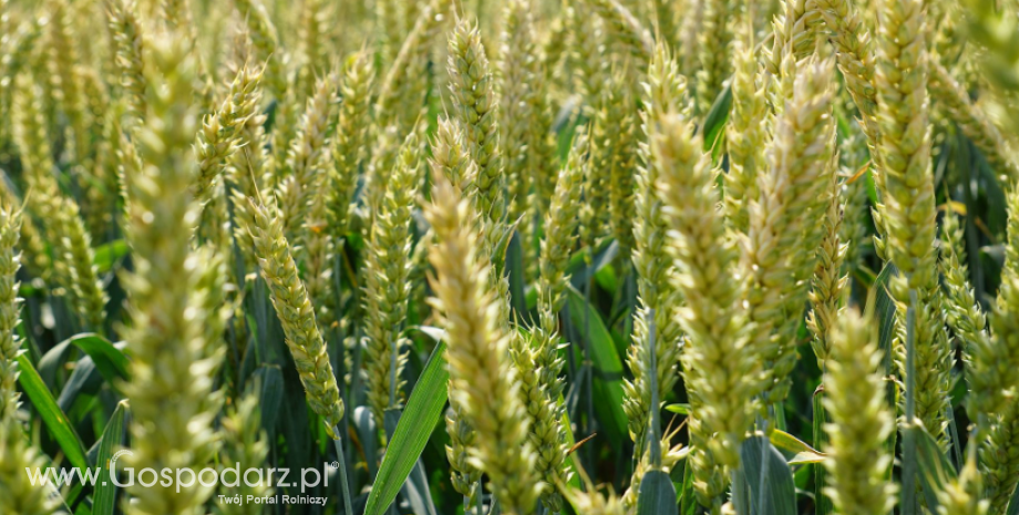 Produkcja pszenicy we Francji spadnie do 37 mln ton