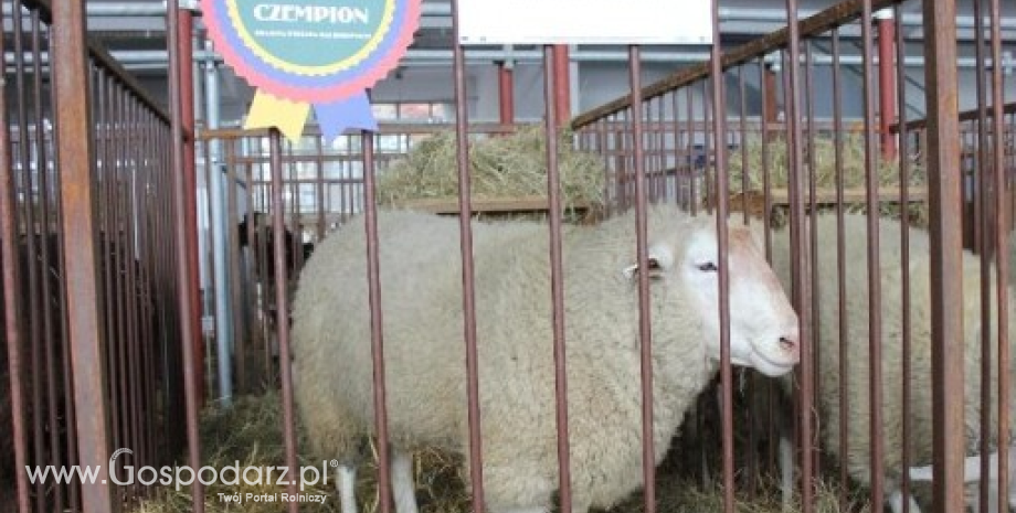 Czempionaty i wiceczempionaty owiec i kóz XXVI Krajowej Wystawy Zwierząt Hodowlanych w Poznaniu